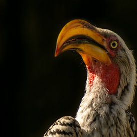 Jeton à bec rouge sur Laura Drijfhout