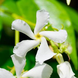 White Tuscan jasmine in silence by Ivonne Fuhren-van de Kerkhof