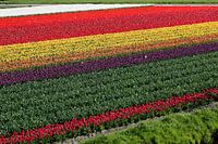 Regenboog bollenveld