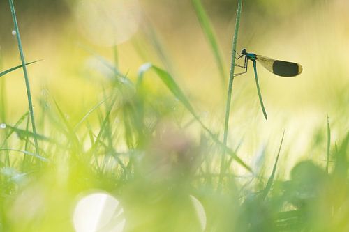 weidebeekjuffer in kleurrijke omgeving