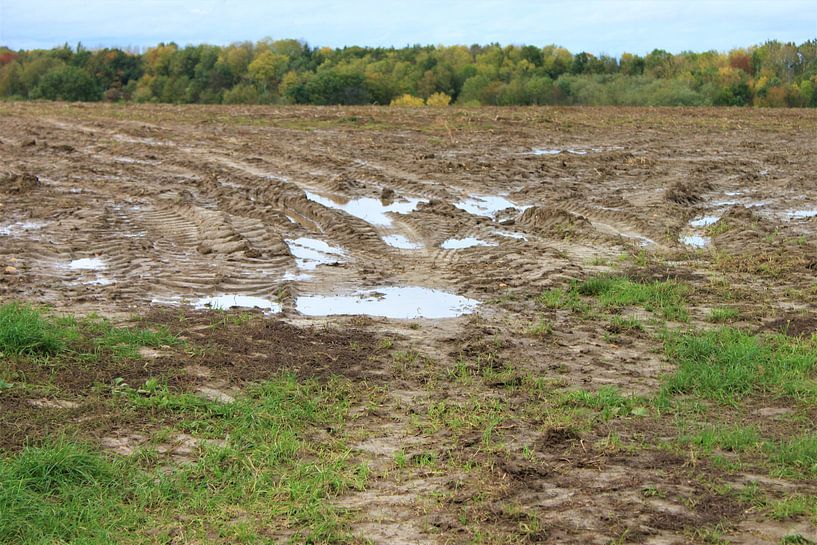 Kartoffelacker im Herbst von Roger Hagelstein