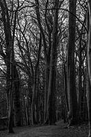 Along the tall trees