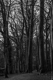 Entlang der hohen Bäume von Stefan Verheij