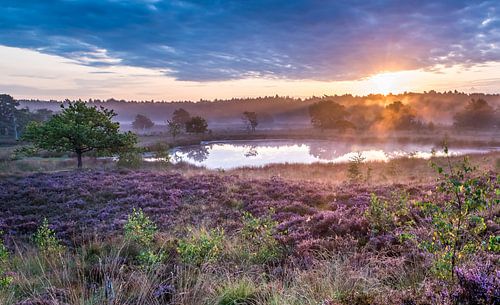 Sunrise over the moors - The Berger Forest