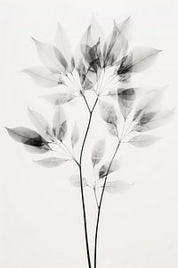 Transparent Botanic No 8