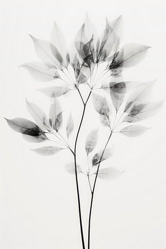 Transparent Botanic No 8