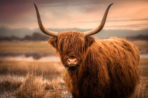 Schottischer Highlander