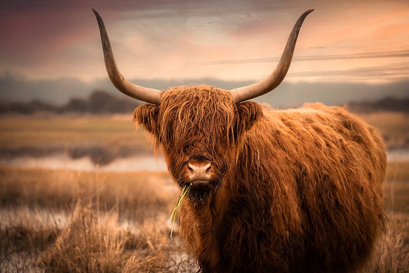 Schottischer Highlander von Karel Ton