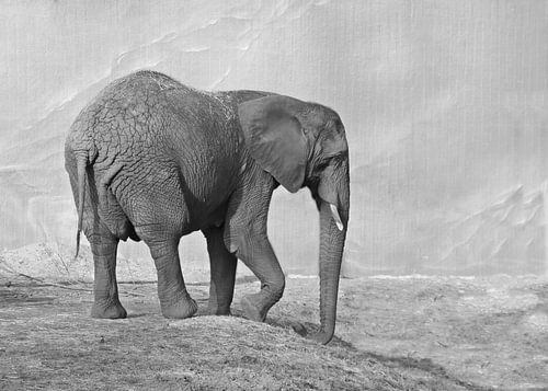 Elephant in black and white