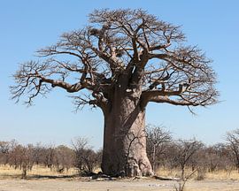 Baobab tree in Botswana by Etienne Oldeman