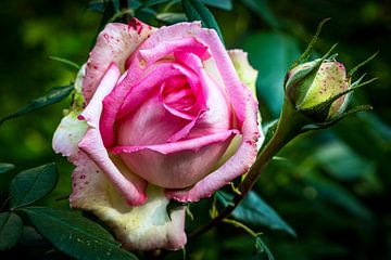 Roze roos van Dieter Walther