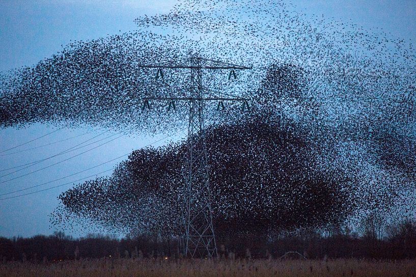 Cloud of starlings in the sky by Marcel van Kammen