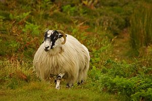 Schafbock in Irland