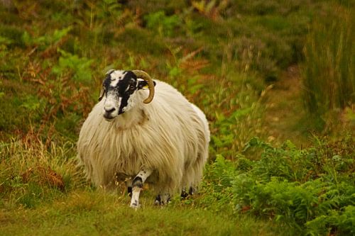 Ram in Ierland