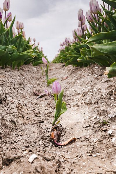 Look through Dutch bulb fields with wild single tulips by Fotografiecor .nl