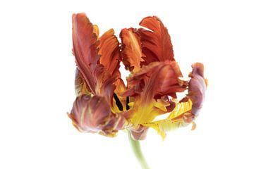 Tulp Roodbruin uit Tulpenserie Suur van Marja Suur