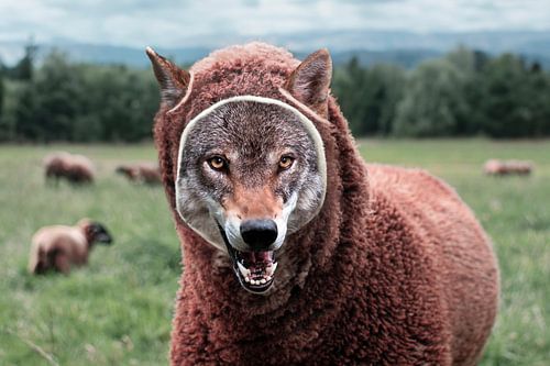 Wolven in Schaapskleren: Camouflage van Vriendelijkheid met Verborgen Gevaren