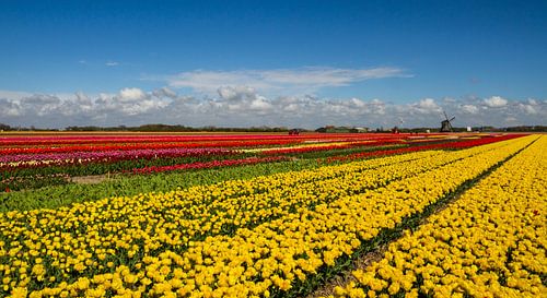 Champ de bulbes en Hollande du Nord
