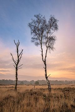 Birch trees by Jacco van Son