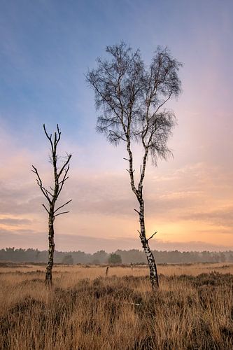 Berkenbomen