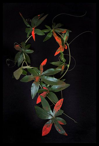 Passiebloem, Abstract in zwart, rood en groen