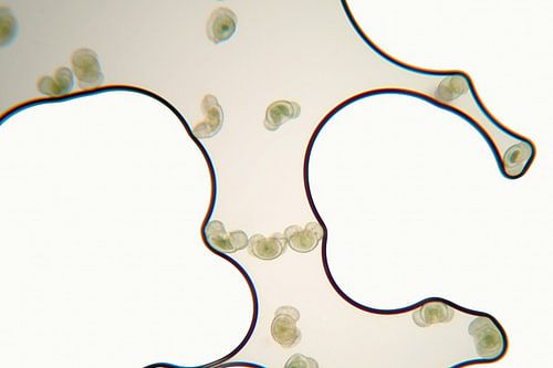 compositie pollen , inspiratie Keith Haring 2