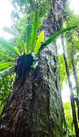 Mossman Gorge, Queensland - Australia