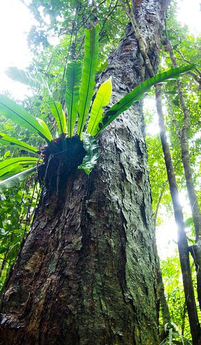 Mossman Gorge, Queensland - Australia