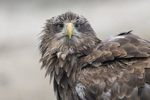 Portrait of European White-tailed Eagle by Martin Bredewold