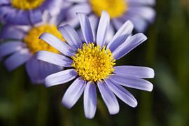 Lila Gänseblümchen von Lisette Tegelberg - Zegwaard