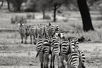 Black and White stripes van Bart van Mastrigt