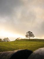 Einsamer Baum im Morgenlicht – Fränkische Schweiz