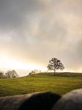 Einsamer Baum im Morgenlicht – Fränkische Schweiz