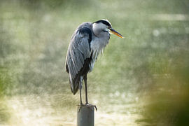 A grey heron in the morning light