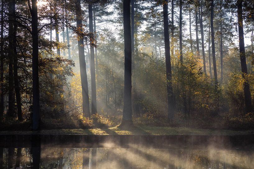 Réflexion ascendante par Bart Ceuppens