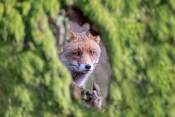 Fox by Arno van Zon