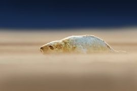 Young Grey Seal pup on the beach by Jeroen Stel