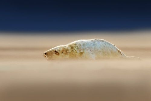 Jonge Grijze Zeehonden pup op het strand