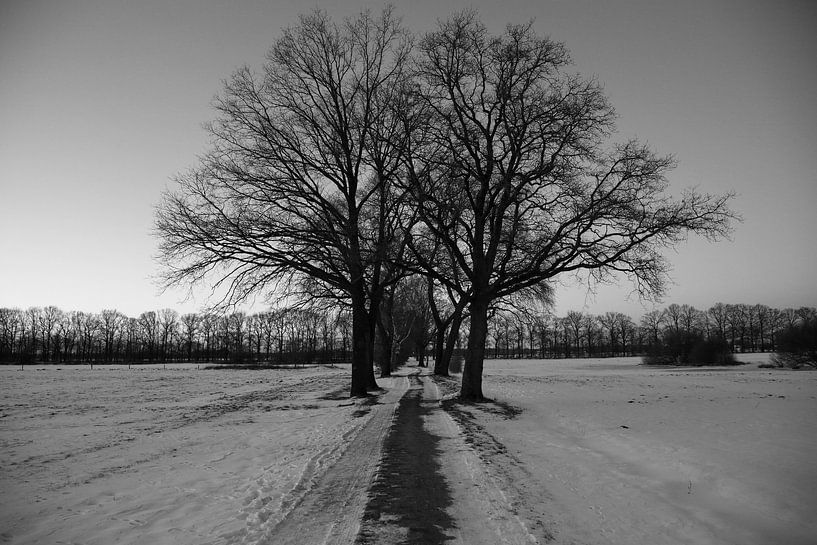 Bäume im Winter von Wytze Plantenga