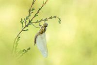 Libelle