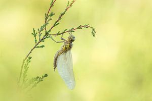 libellule sur Lia Hulsbeek Brinkman