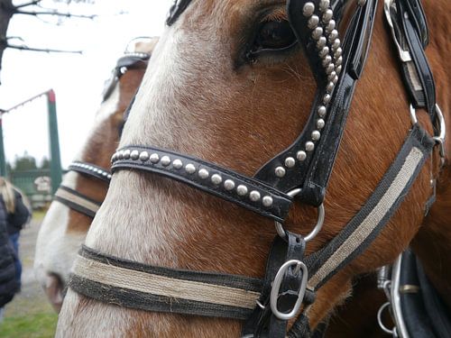 A horse with no name.