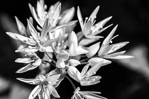 White explosion