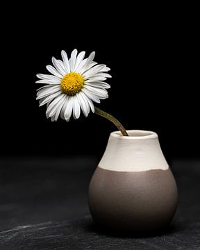 Still Life V - A Daisy