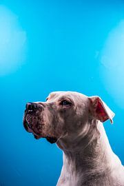 Dog Portrait by Tim Briers