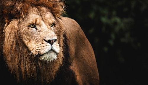 Löwenmensch Großaufnahme
