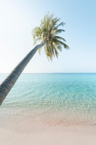 Palm tree on a white beach - Maldives | fine art photo print