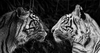 Tijger staredown
