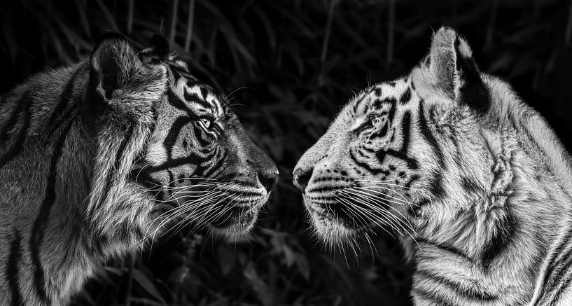 Tiger-Blickfang von Daphne van Dam
