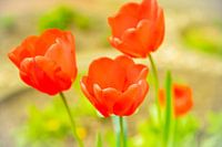 Rote Blumen